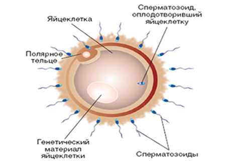 Лечение мужского и женского бесплодия